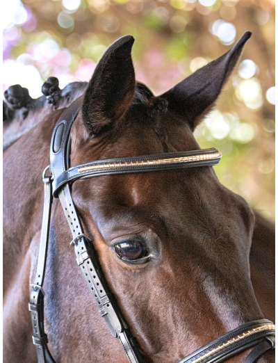 BLACK BROWBAND WITH GOLD CLINCHER