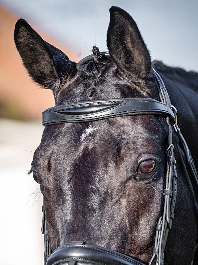 Black flat padded leather browband with patent detail