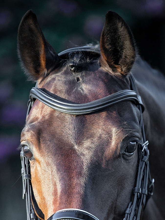 Black sweeping “u” shaped browband