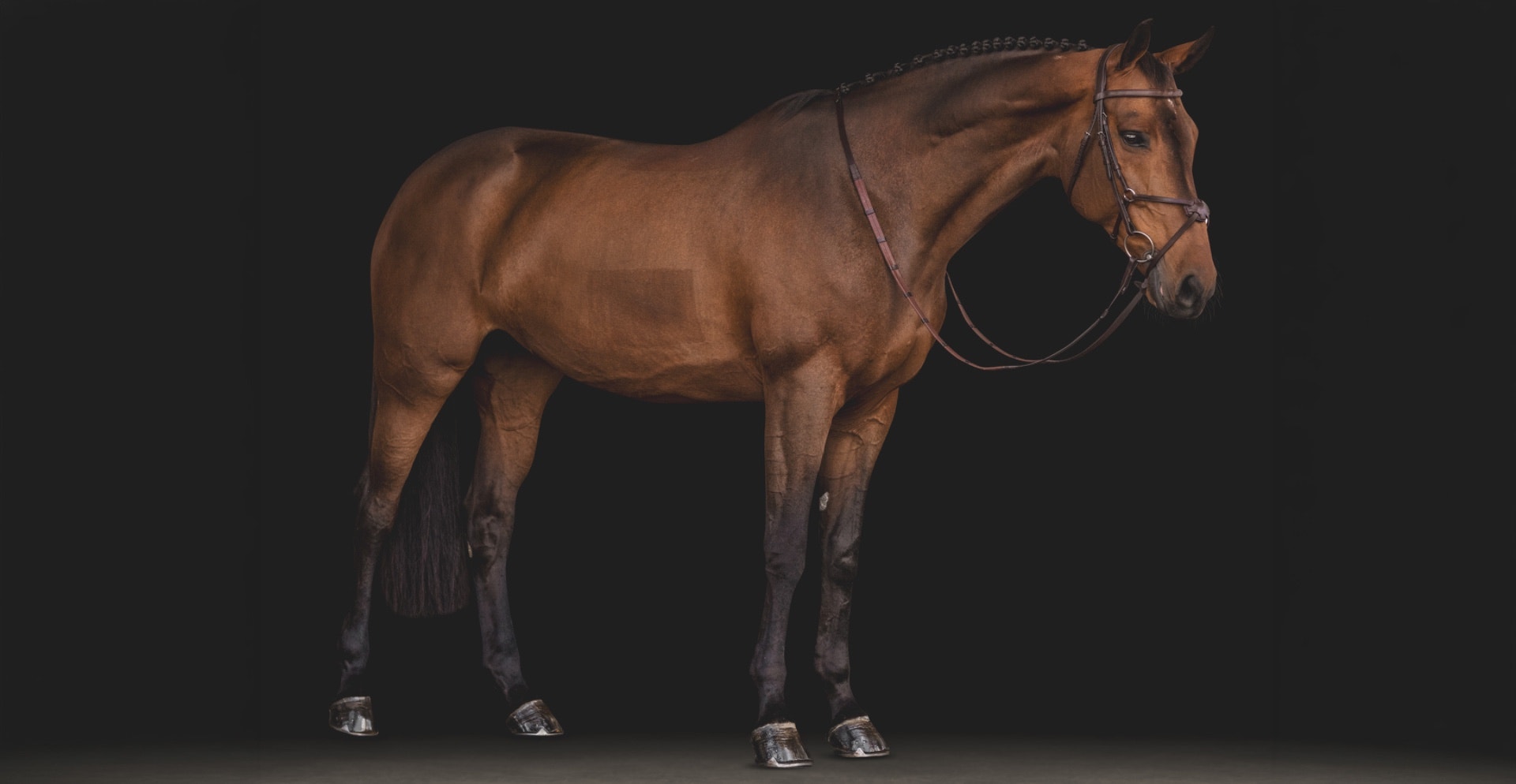 Equiline Testiere